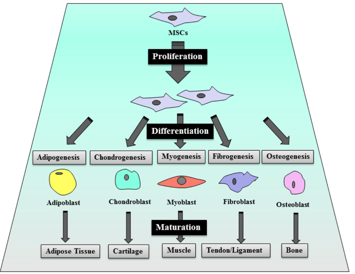 Mesenchymal stem cells differentiate into multiple cells.