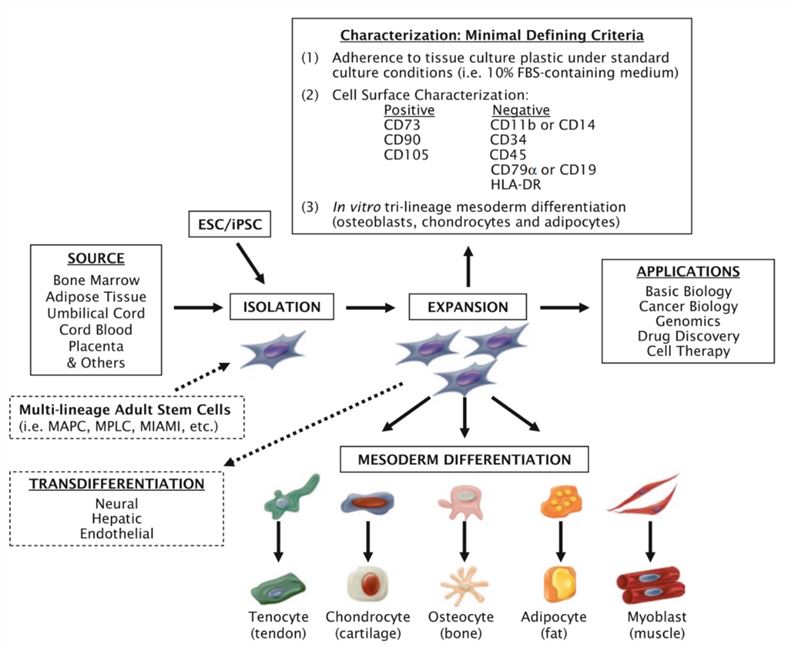 Mesenchymal stem cells isolated and expanded from diverse sources are characterized by a minimal set of defining criteria and may be applied to various discovery and therapeutic applications. (Vemuri, 2011)