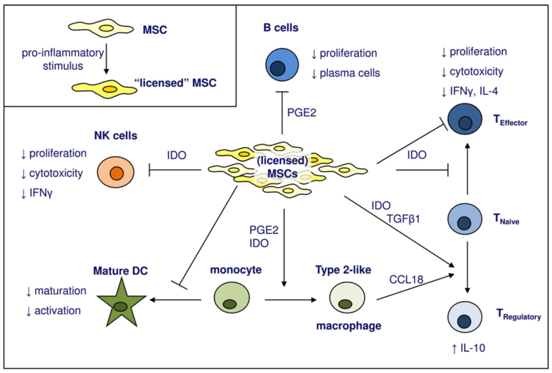 Mechanisms of MSC-induced immunomodulation. (Schepers, 2016)