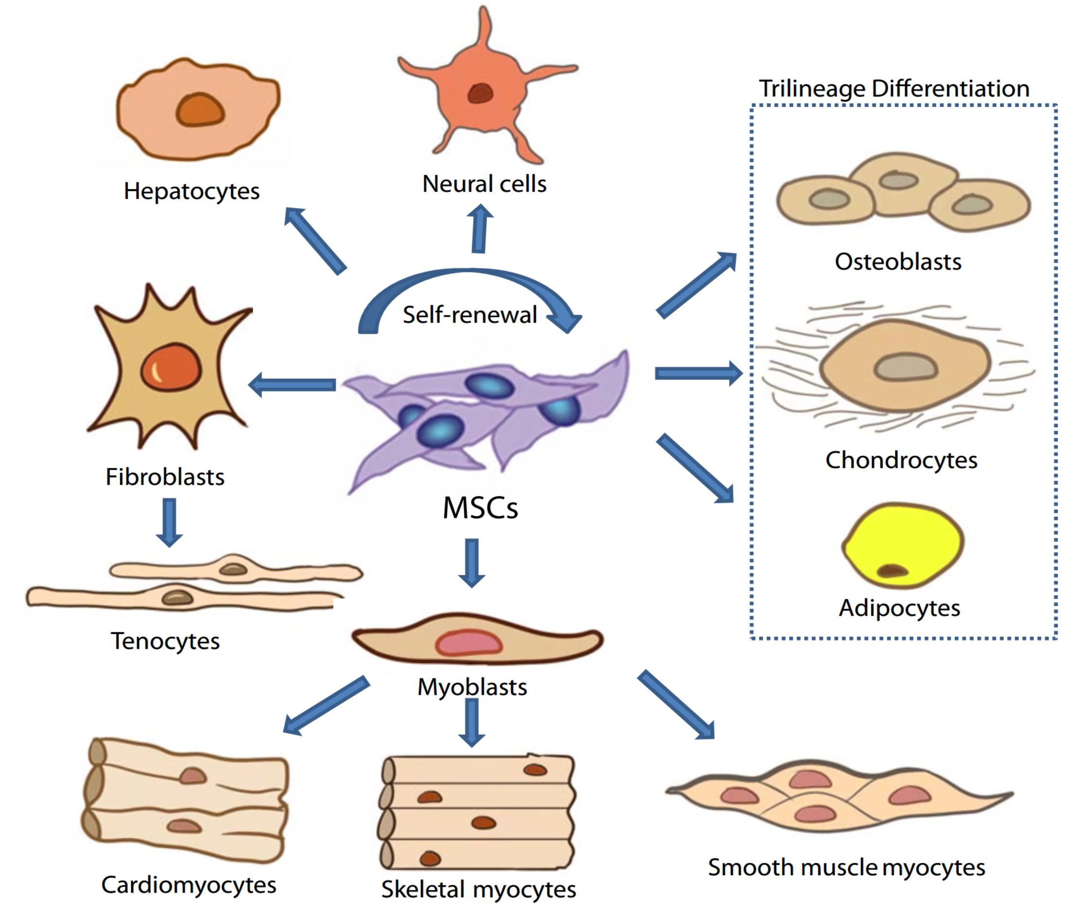 Differential potential of MSCs.
