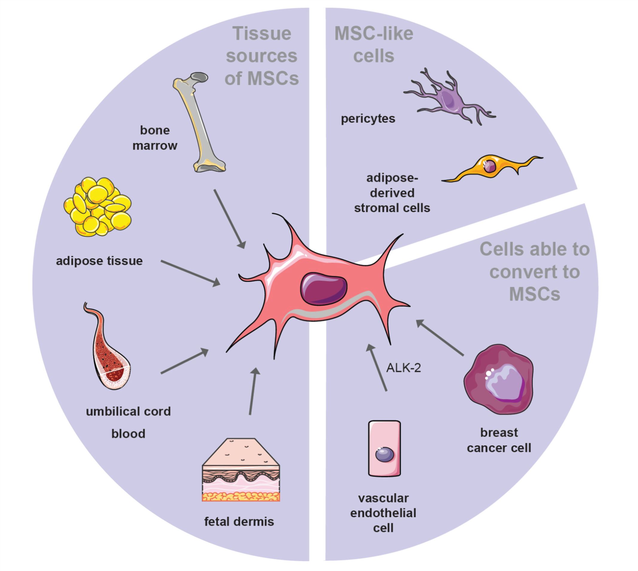 Mesenchymal Stem Cells