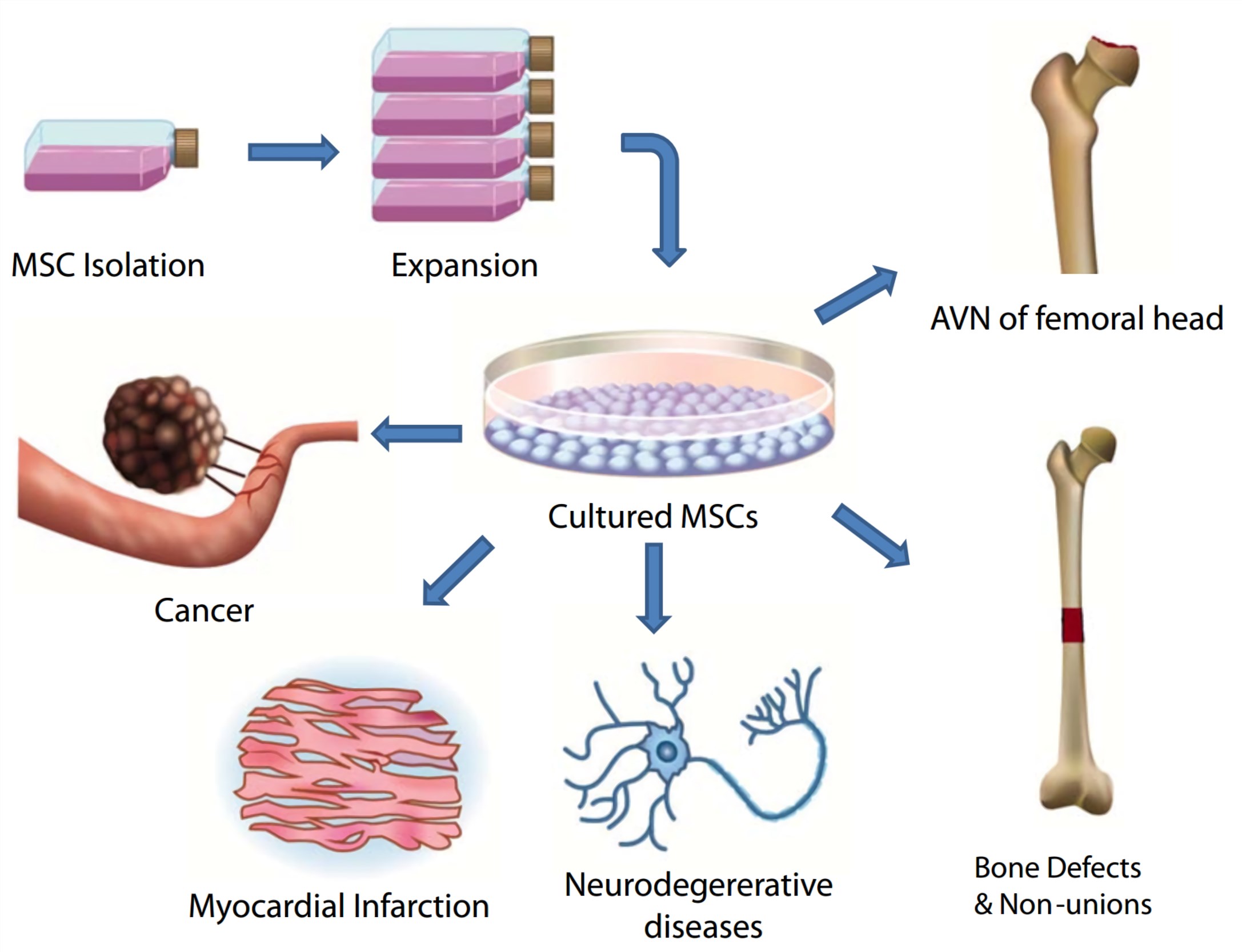 Clinical applications of MSCs.