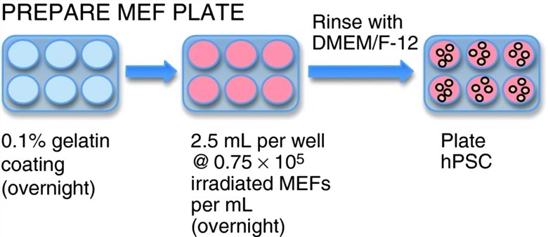 Flow chart for general maintenance and passaging of iPS cells grown on MEFs.