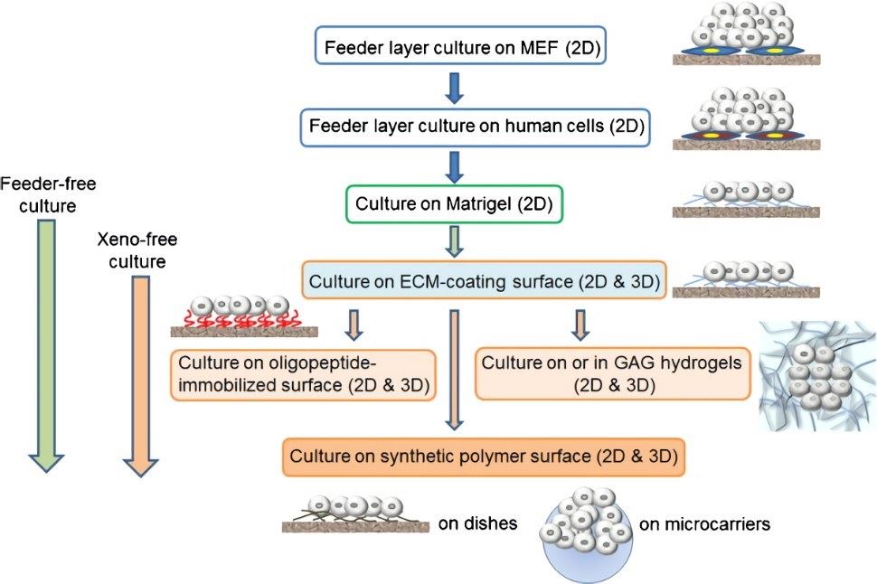 Feeder-free culture method for human iPSCs.