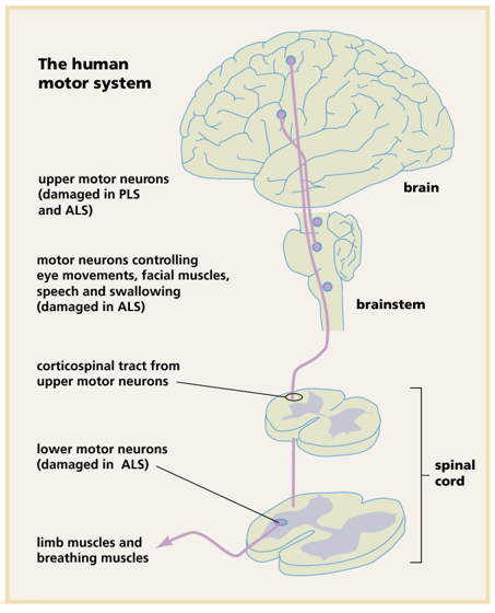 Organization of the human motor system.