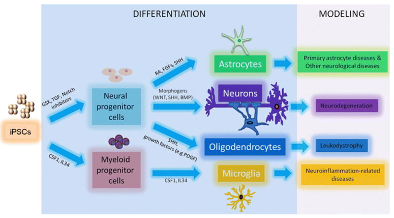 A schematic for neural cell differentiation from iPSCs.