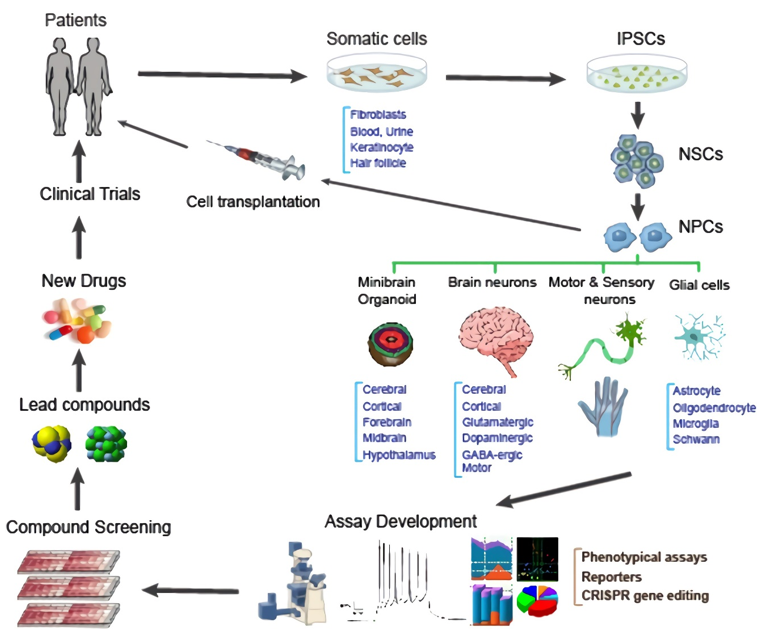 Applications of iPSCs in neural drug discovery