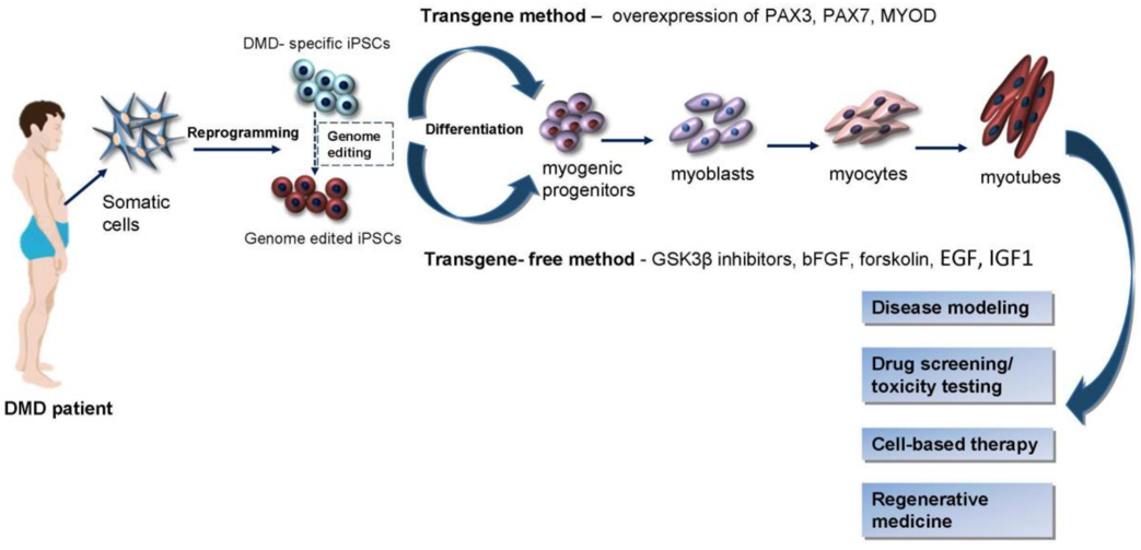iPSCs potential for Duchenne MD.