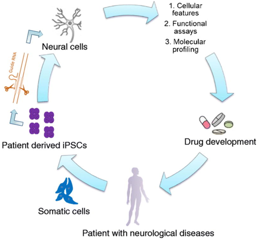 A schematic for iPSC modeling of neurological diseases.