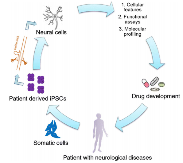 A schematic for iPSC modeling of neurological diseases.