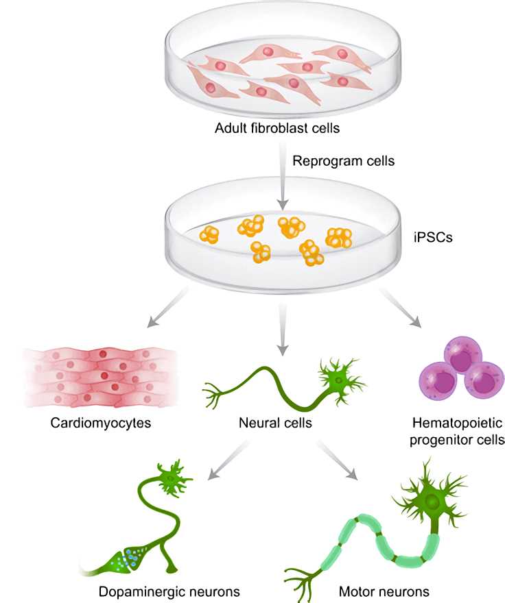 The generation of neurons from hiPSCs.