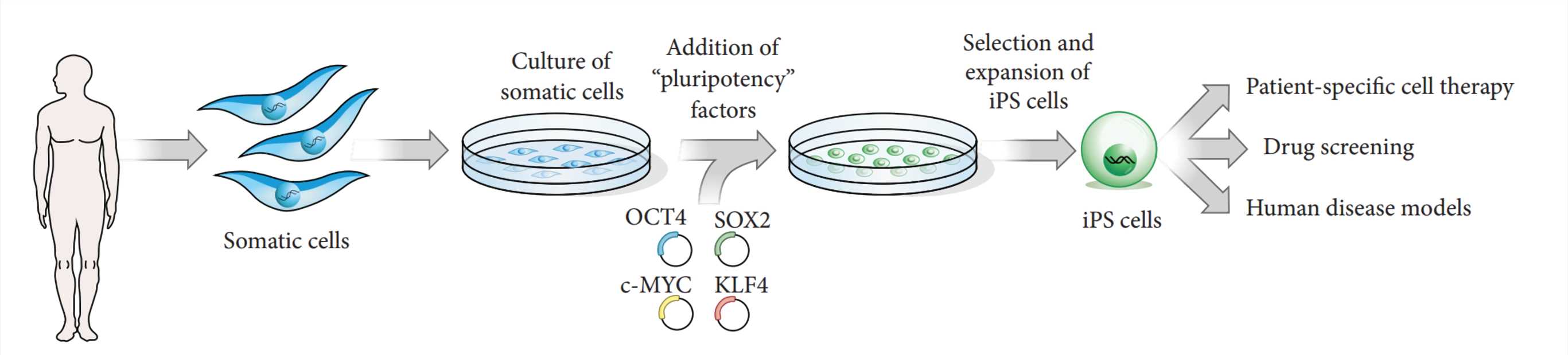 The steps for generating iPSCs from a typical somatic cell type.