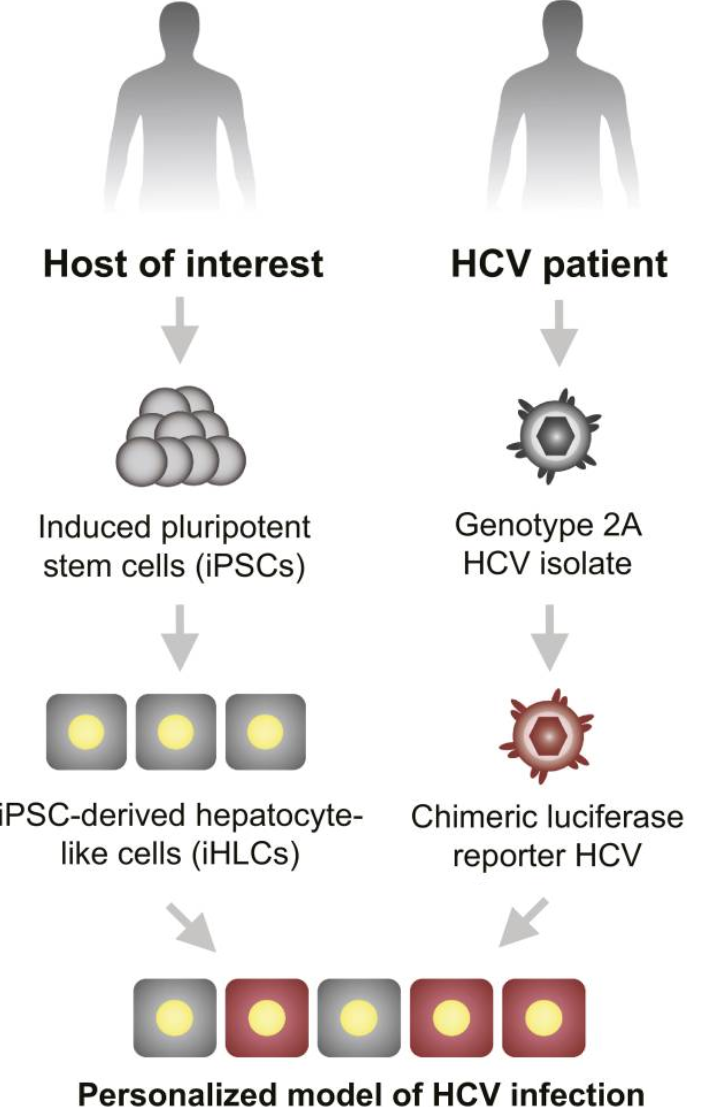 Personalized model of HCV infection obtained by infecting iHLCs from one donor with HCV from another donor.