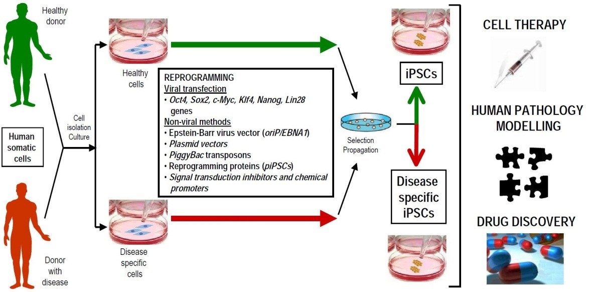 Generation of human iPSCs for use in cell therapy, in vitro human pathology modeling and drug discovery.