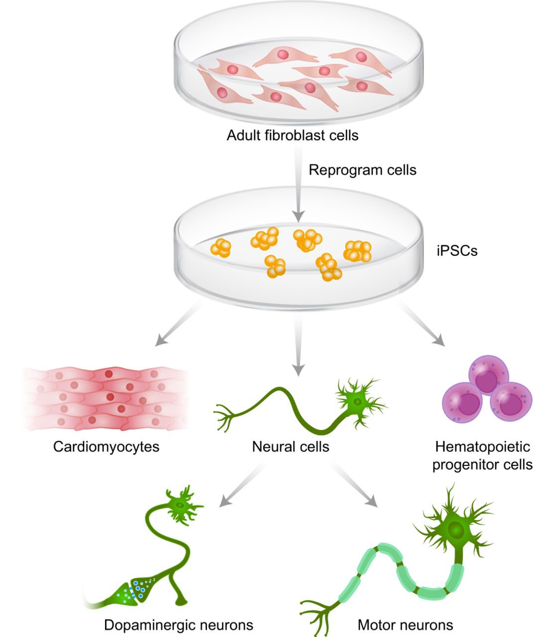 Induced pluripotent stem cells (iPSCs) can differentiate into different cell types.