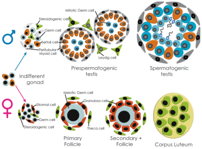 Cell lineages of the developing gonads.