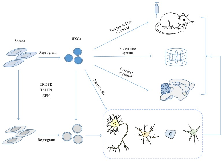 Applications of human iPSCs and iPSC-derived neural cells in neurological diseases.