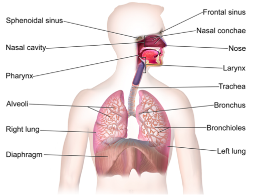 The respiratory system.