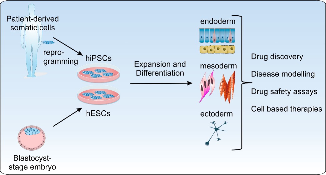 Possible applications of human pluripotent stem cells demanding large-scale cell expansion.