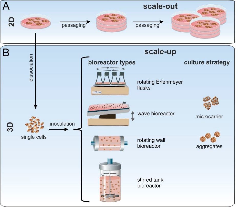 Expansion strategies for human pluripotent stem cells.