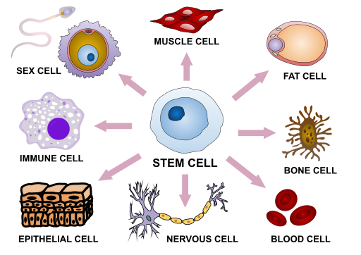 Stem Cell Overview