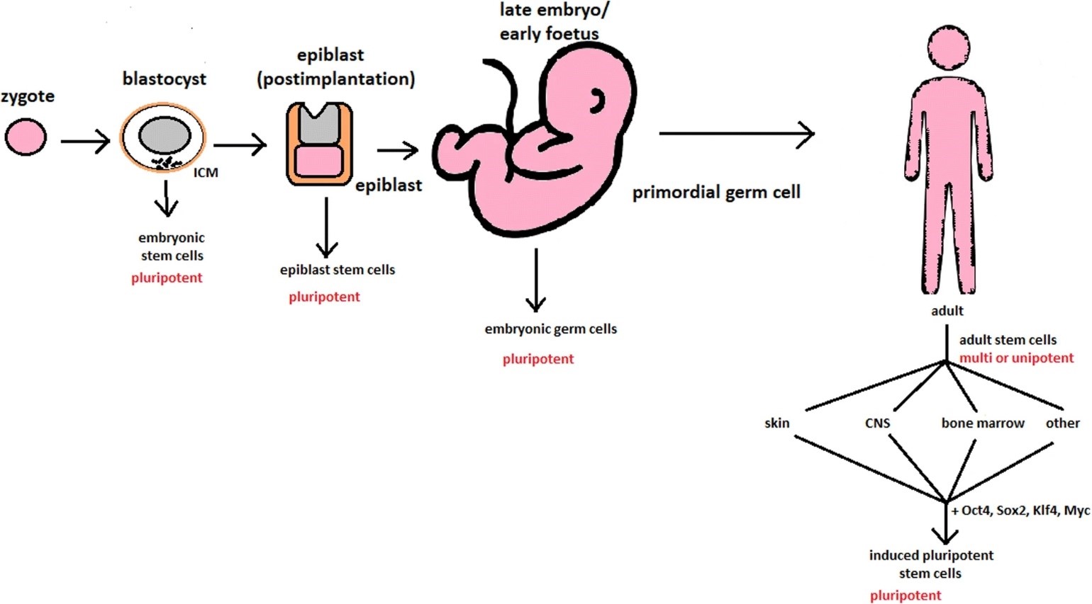 Changes of stem cells in human body development.