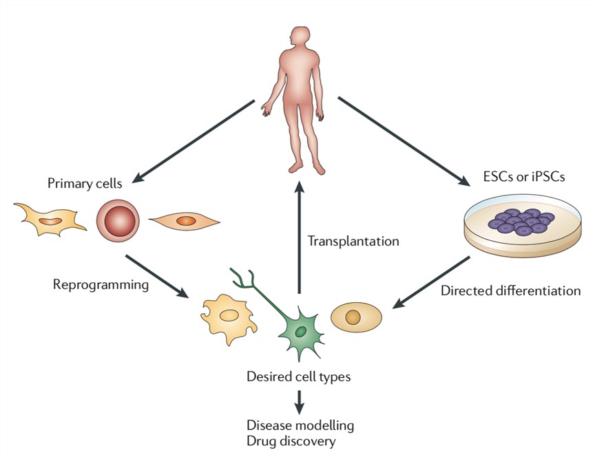 Stem cell therapy development