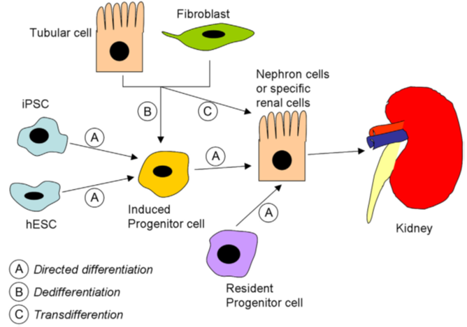 The application of reprogramming to the kidney.