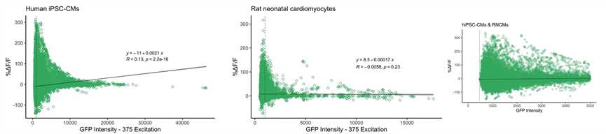 Measuring protein kinase activity in RNCMs and hiPSC-CMs. (Bourque, Kyla., et al., 2023)