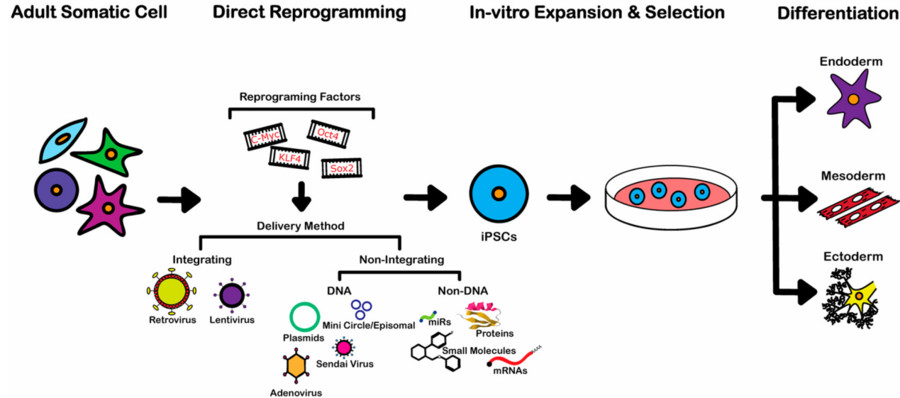 iPSC differentiation process. (OA Literature)