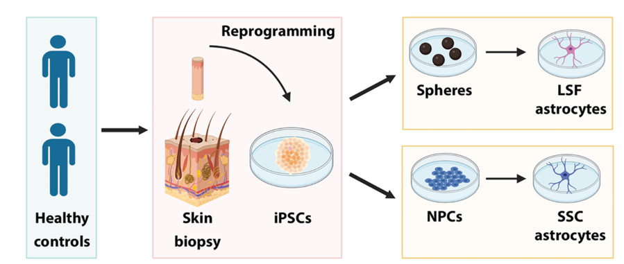 iPSC-derived astrocyte differentiation protocols.(OA Literature)