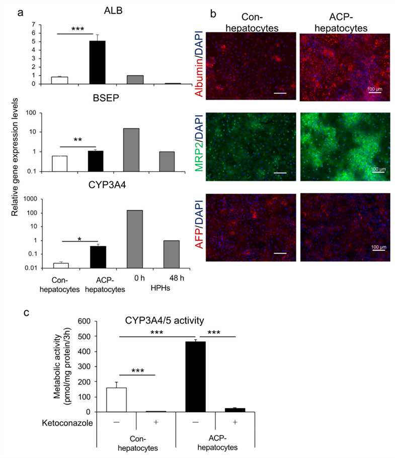 Characterization of hepatocytes using hiPSC-derived endoderm generated by protocol ACP. (Qiu, Shimeng, et al., 2021)