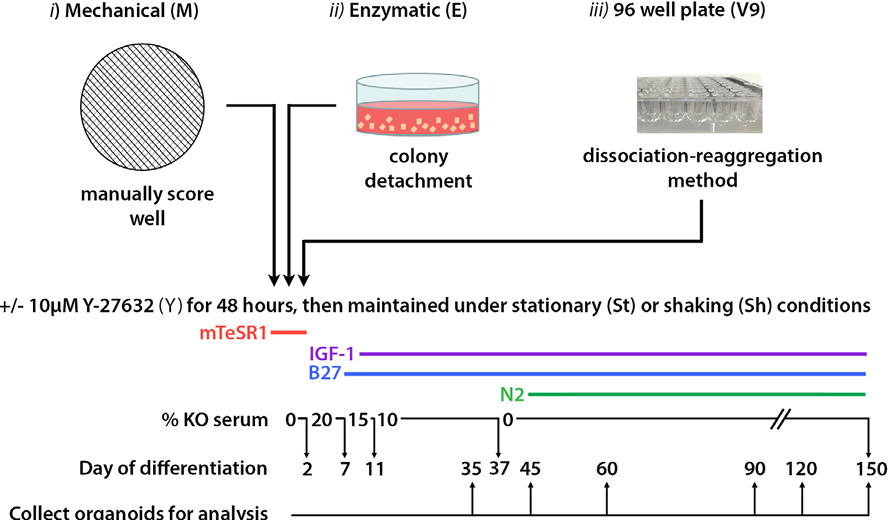 The various methods of EB formation. (OA Literature)