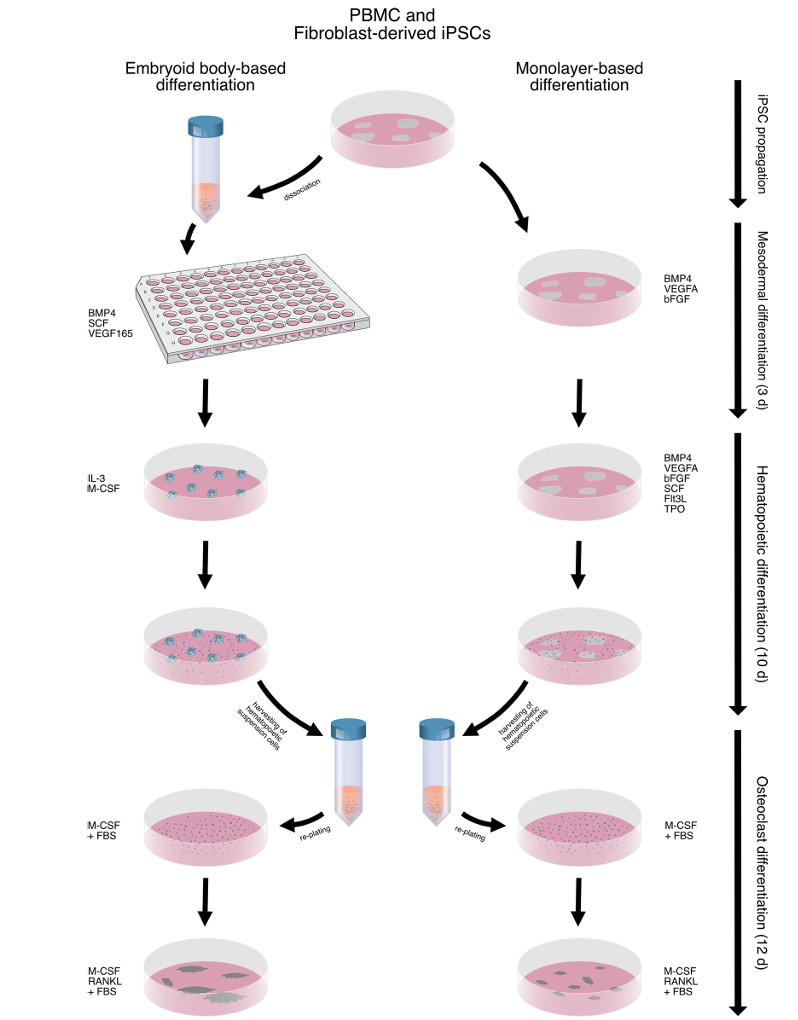 The comparison between EB and MB differentiation. (OA Literature)