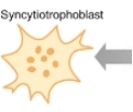 Trophoblast Differentiation