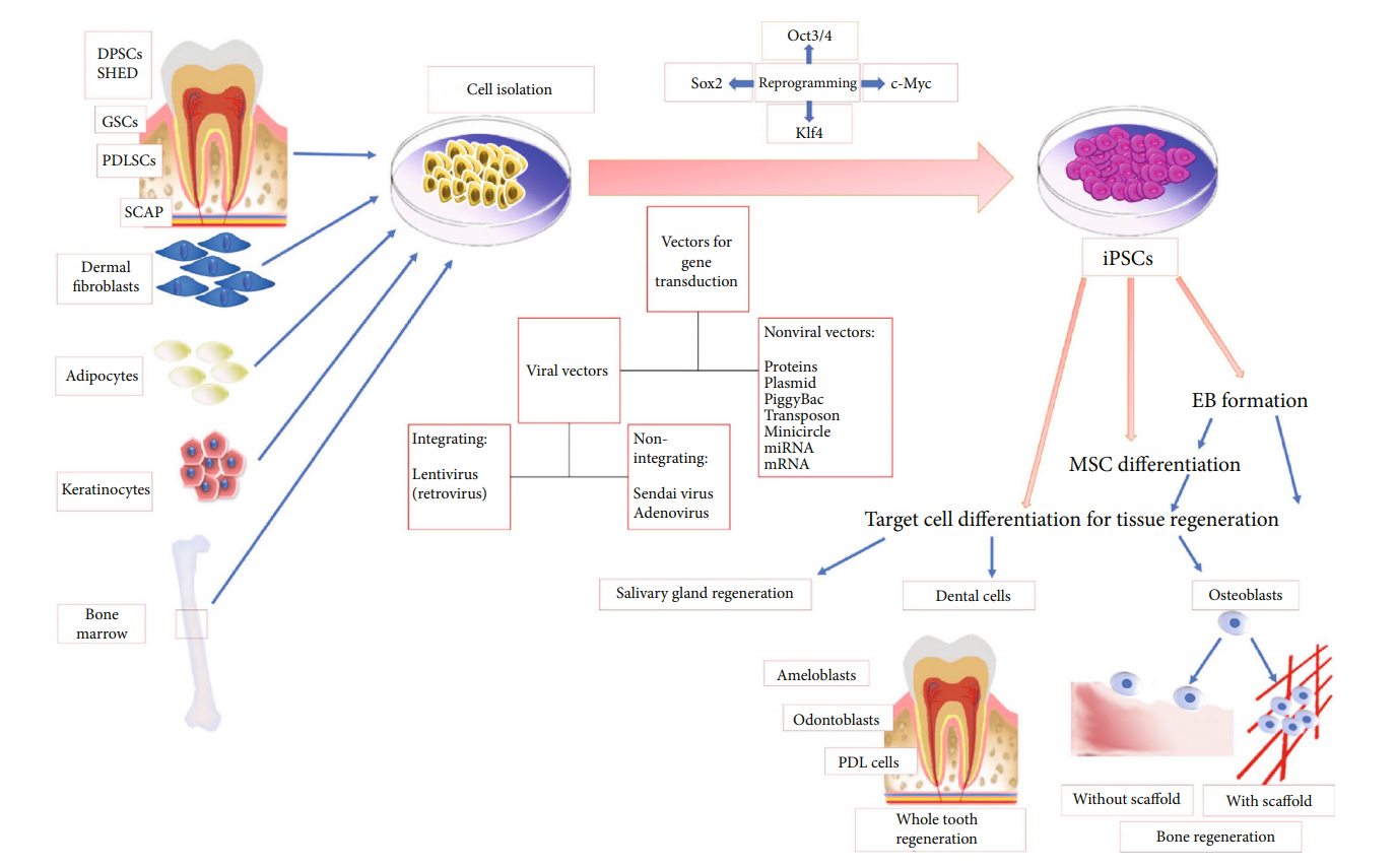 Diagram summarizing iPSC source, methods of gene transduction, and iPSC differentiation.