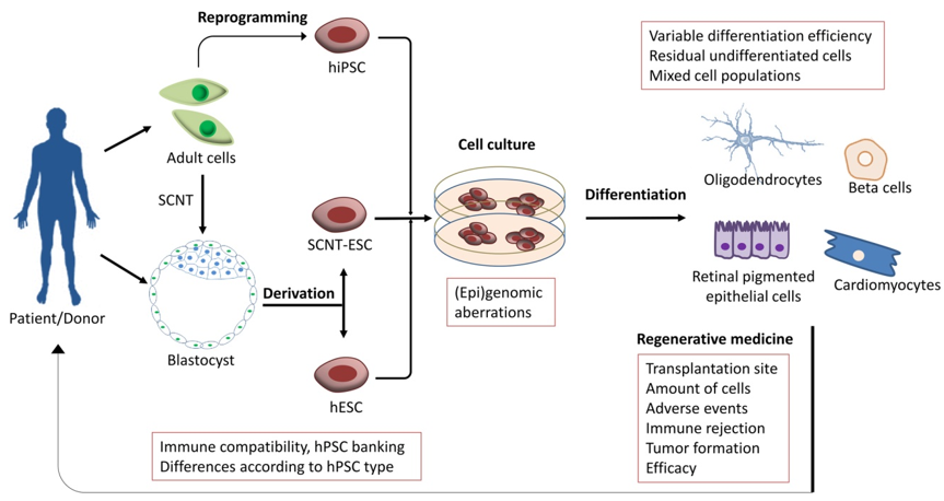 Applications of iPSCs in regenerative medicine.