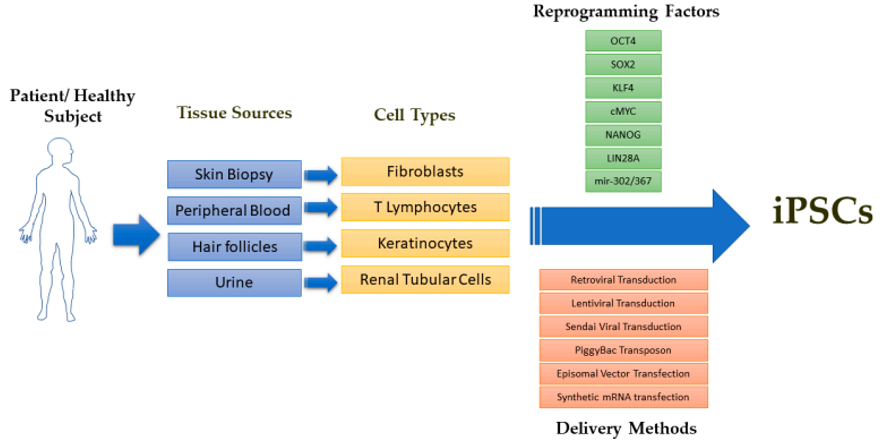 iPSC derivation (Doss, et al., 2019)
