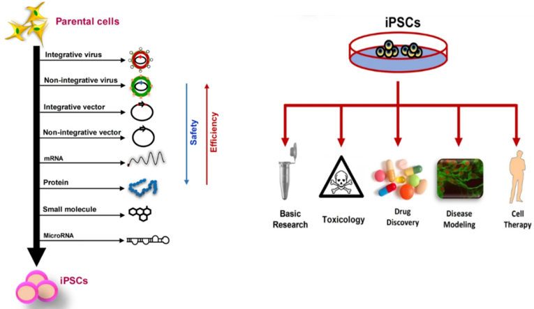 iPSC applications (Moradi, Sharif, et al., 2019)