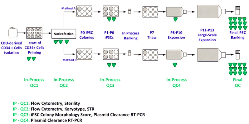 Human iPSC manufacturing process flow diagram with in-process testing of samples.