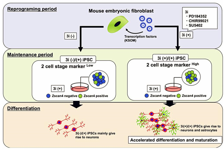 The overview of iPSC differentiation steps.
