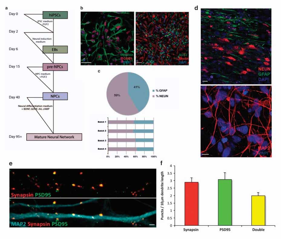 Generation and characterization of NPCs and neuronal networks from iPSCs. ( Gunhanlar, N., 2017)