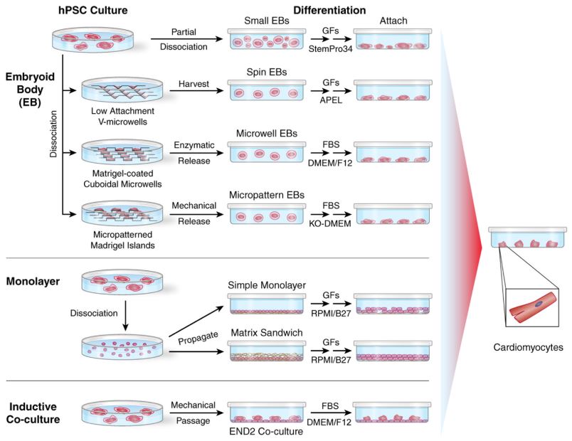 Current methods for cardiac differentiation of human iPSC. (Mummery, C. L., 2012)