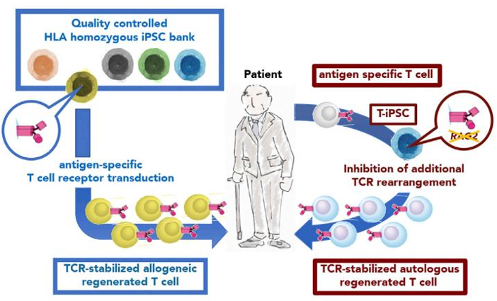 iPSC-derived T cells in cancer immunotherapy.