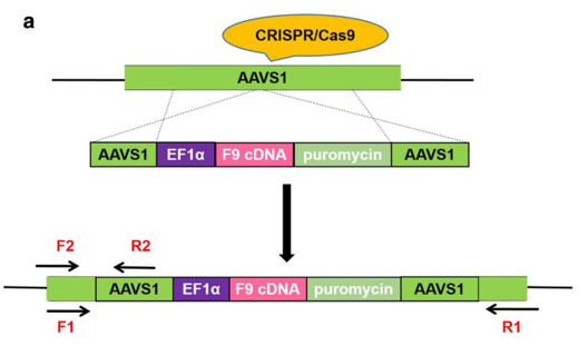 Insertion of F9 cDNA into AAVS1 locus of HEK293T cells by CRISPR-Cas9.