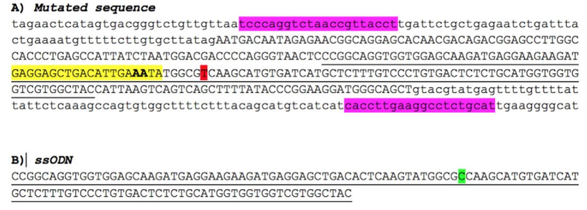 CRISPR/Cas9 and ssODN in the reparation of the point mutation in A79V-hiPSC.