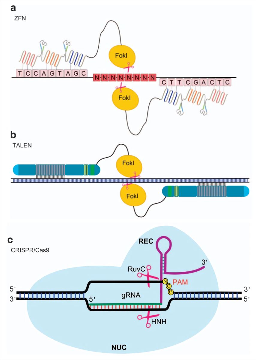 Part a shows the ZFNs based genome editing approach, Part b shows the TALENs based genome editing approach, Part c shows the Crisprs/Cas systems based genome editing method. (Eid, A., 2016)