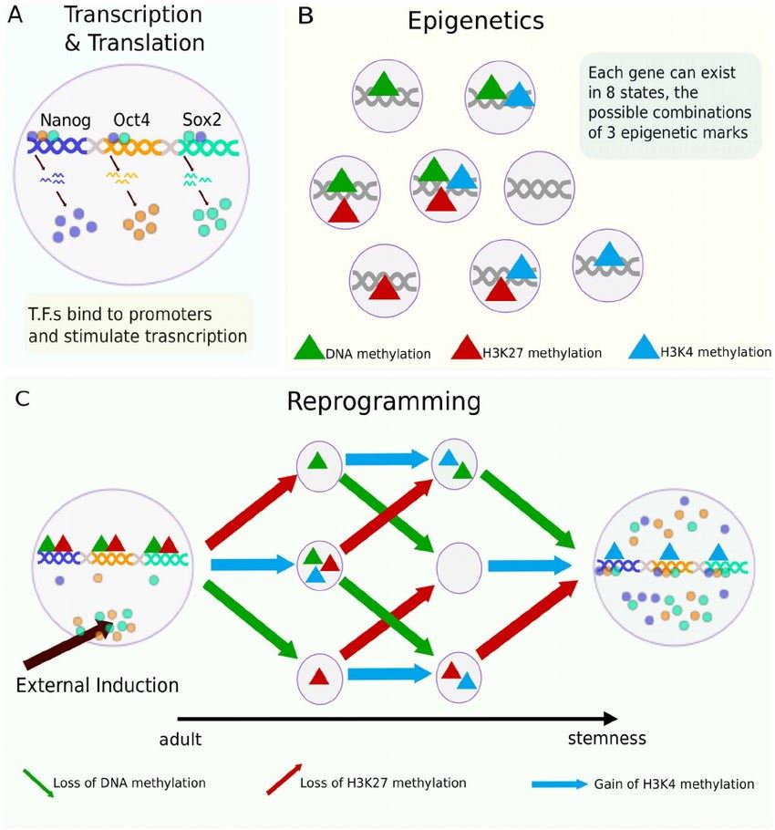 Cellular states and reprogramming.