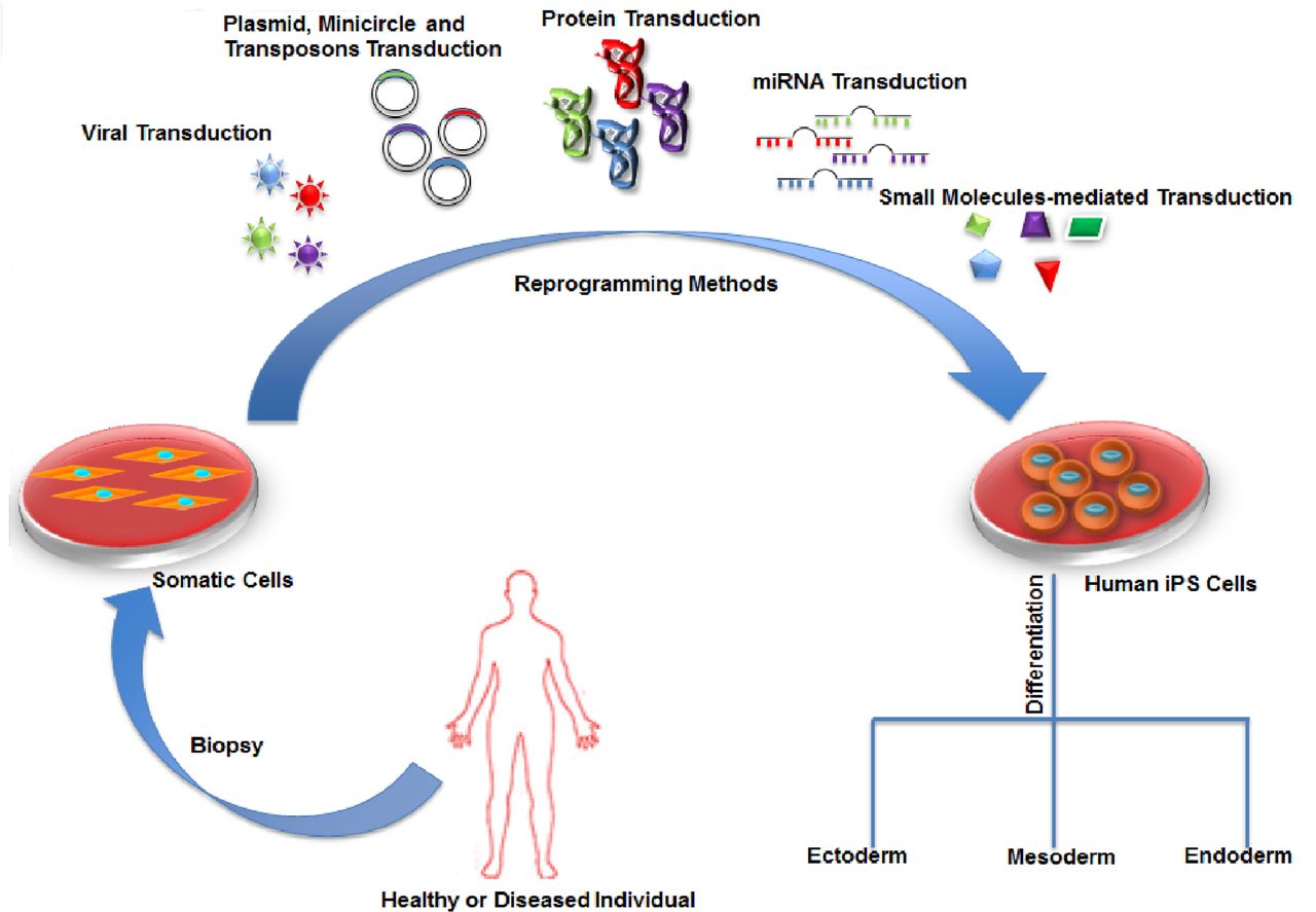 Schematic diagram of the generation of human iPSCs from somatic cells of a healthy or diseased individual.