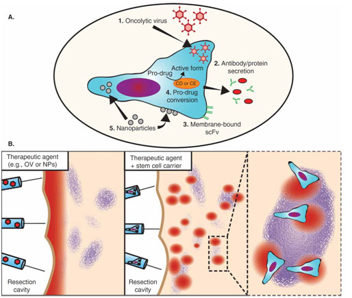 Tumor-tropic stem cells as carriers of therapeutic cargo.